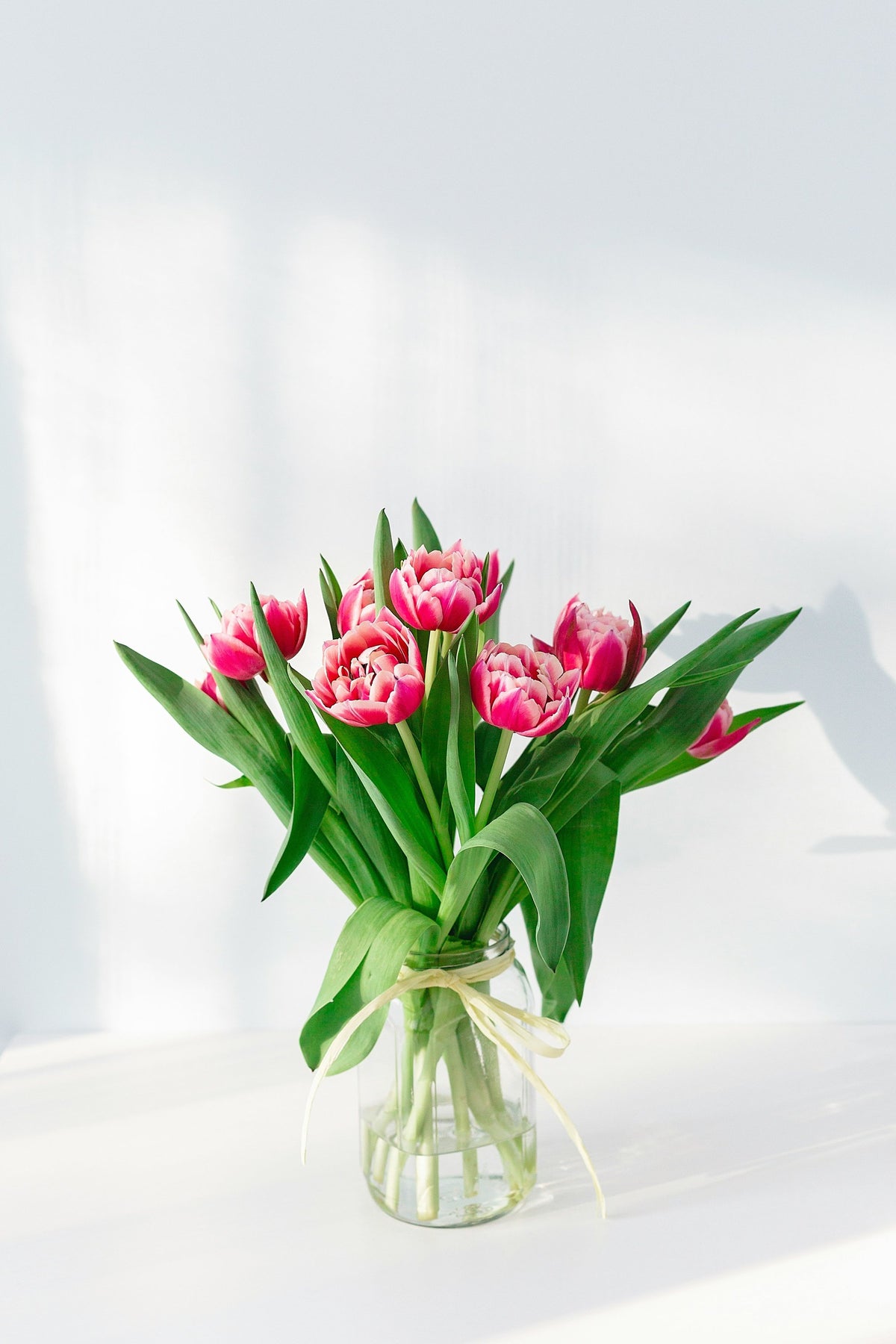 Pink double tulips in a glass vase in the sunlight