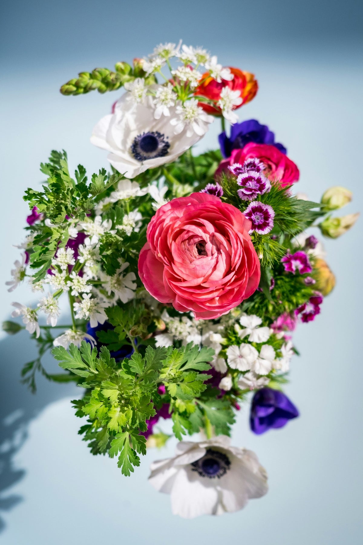Bouquet of coral ranunculus, white anemones and purple sweet williams from above